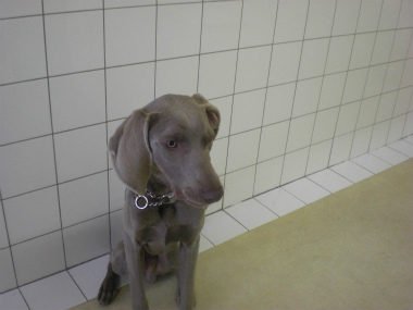 f:id:dog_life_saving:20121209114932j:image