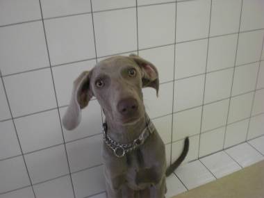 f:id:dog_life_saving:20121209114933j:image