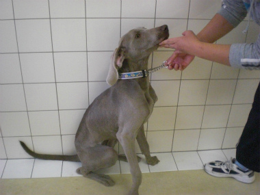 f:id:dog_life_saving:20121209114934j:image