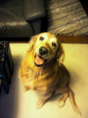f:id:dog_life_saving:20121224123652j:image