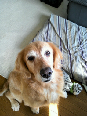 f:id:dog_life_saving:20121224123653j:image