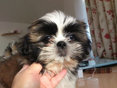 f:id:dog_life_saving:20130120193611j:image