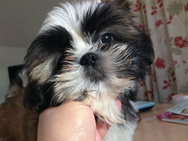 f:id:dog_life_saving:20130120193612j:image