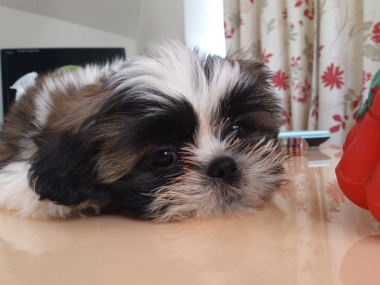 f:id:dog_life_saving:20130120193613j:image
