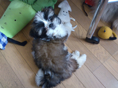 f:id:dog_life_saving:20130120193614j:image