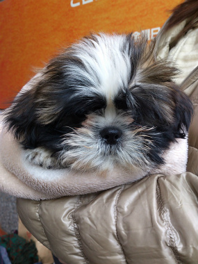 f:id:dog_life_saving:20130120193615j:image