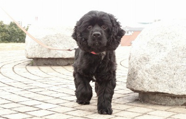 f:id:dog_life_saving:20130120200028j:image