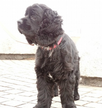 f:id:dog_life_saving:20130120200029j:image