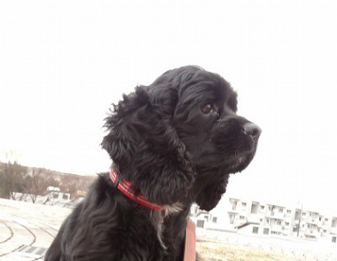 f:id:dog_life_saving:20130120200030j:image