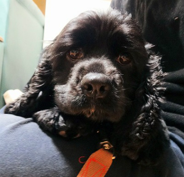 f:id:dog_life_saving:20130120200031j:image