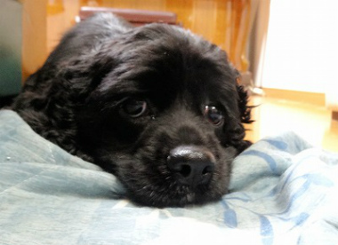 f:id:dog_life_saving:20130120200032j:image