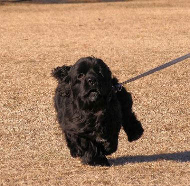 f:id:dog_life_saving:20130120200033j:image