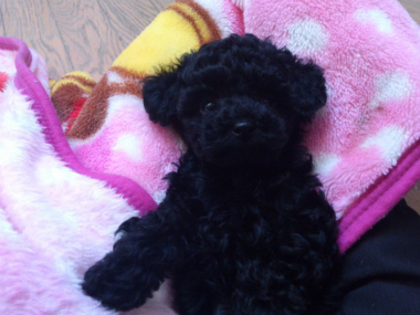 f:id:dog_life_saving:20130126231435j:image