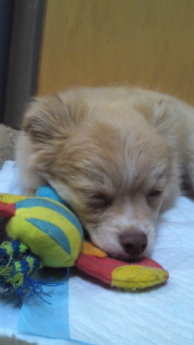 f:id:dog_life_saving:20130126234518j:image