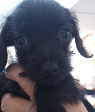 f:id:dog_life_saving:20130223230627j:image