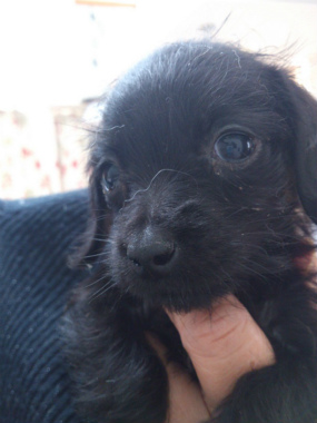 f:id:dog_life_saving:20130223230628j:image