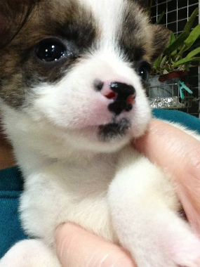 f:id:dog_life_saving:20130223232357j:image