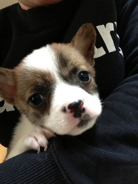 f:id:dog_life_saving:20130223232358j:image