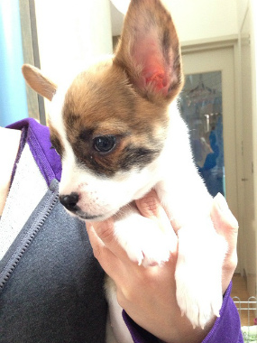 f:id:dog_life_saving:20130223232359j:image