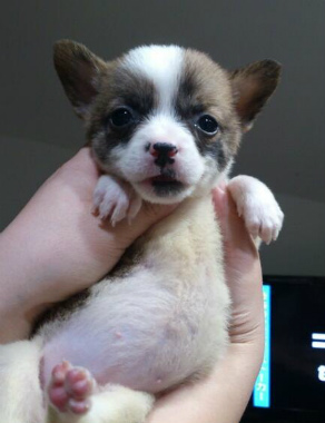 f:id:dog_life_saving:20130223232400j:image