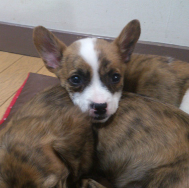 f:id:dog_life_saving:20130223232401j:image