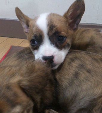 f:id:dog_life_saving:20130223232402j:image
