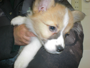 f:id:dog_life_saving:20130224085111j:image