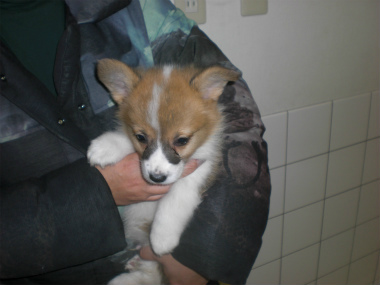 f:id:dog_life_saving:20130224085112j:image