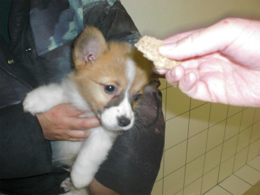f:id:dog_life_saving:20130224085113j:image