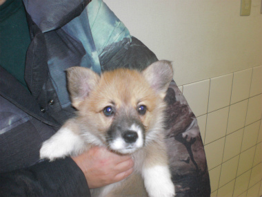 f:id:dog_life_saving:20130224085114j:image