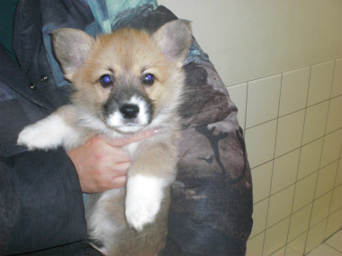f:id:dog_life_saving:20130224085115j:image