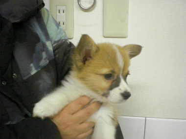 f:id:dog_life_saving:20130224090027j:image