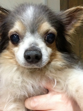 f:id:dog_life_saving:20130317211233j:image