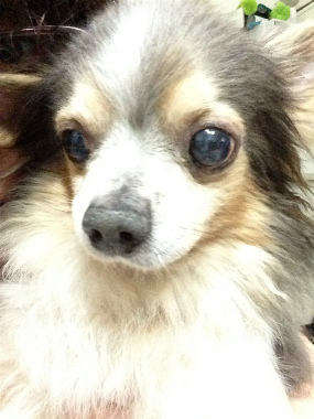 f:id:dog_life_saving:20130317211234j:image