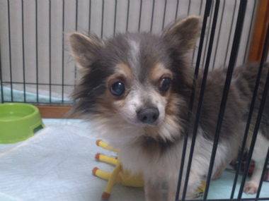 f:id:dog_life_saving:20130317211235j:image