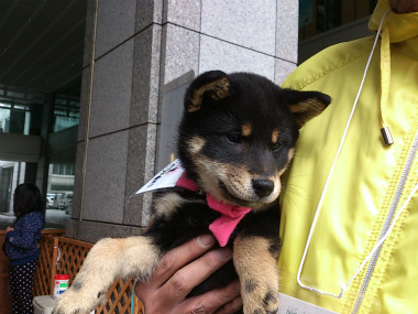 f:id:dog_life_saving:20130414104153j:image