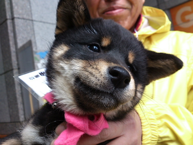 f:id:dog_life_saving:20130414104154j:image
