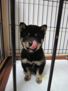 f:id:dog_life_saving:20130414104155j:image