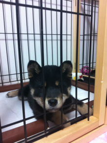 f:id:dog_life_saving:20130414104156j:image