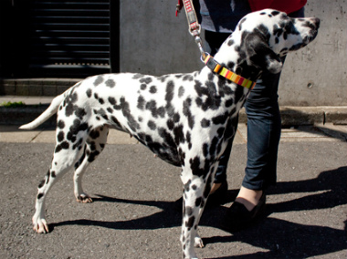 f:id:dog_life_saving:20130421205226j:image