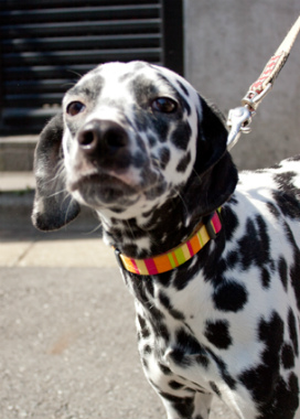 f:id:dog_life_saving:20130421205227j:image