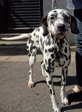 f:id:dog_life_saving:20130421205228j:image