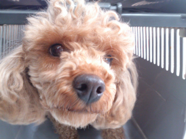 f:id:dog_life_saving:20130517224535j:image