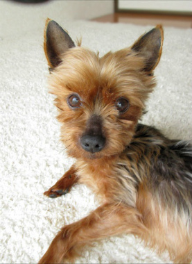 f:id:dog_life_saving:20130517230714j:image