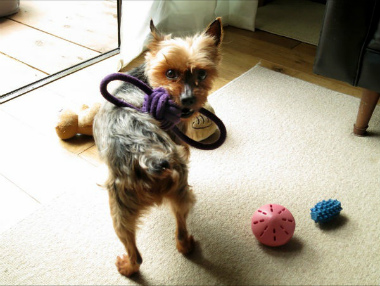 f:id:dog_life_saving:20130517230715j:image