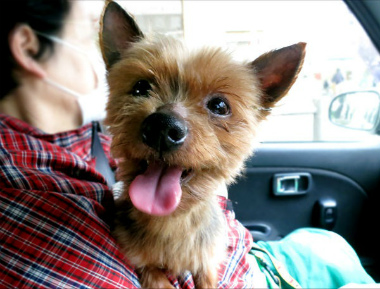 f:id:dog_life_saving:20130517230716j:image