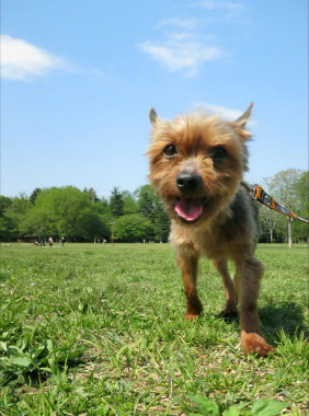 f:id:dog_life_saving:20130517230718j:image