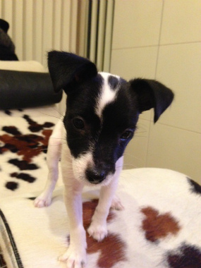 f:id:dog_life_saving:20130517232243j:image