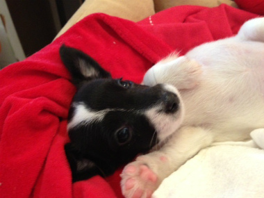 f:id:dog_life_saving:20130517232244j:image