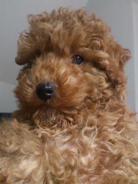 f:id:dog_life_saving:20130517234311j:image